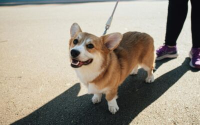 The Ultimate Guide to Pet Leashes & Collars in 2026: Safety, Comfort, and Smart Buying Tips for Pet Owners