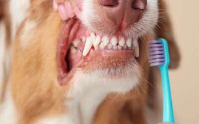 How to Solve Skin Irritation in Pets Using Proper Cleaning & Hygiene Practices