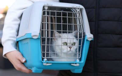 Top Pet Travel & Carriers Trends Shaping Stress-Free Journeys for Pets in 2026