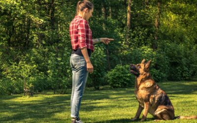 How to Solve Common Pet Training Issues Using Proven Pet Training & Behavior Techniques