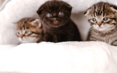The Ultimate Guide to Choosing the Best Pet Beds & Furniture for Comfort and Health