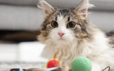 Best Pet Toys in 2026: The Ultimate Guide to Choosing Safe, Engaging, and Durable Toys for Your Pets