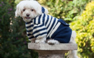 Top Pet Apparel & Accessories Trends Shaping Modern Pet Lifestyle in 2026