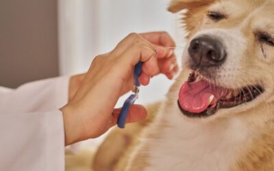 How to Solve Excess Shedding in Pets Using Proper Pet Grooming Techniques
